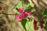 bugambilea variedad roja ,flor en  puntas